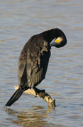 Corb marí gros (Phalacrocorax aristotelis)