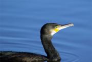 Corb marí gros(Phalacrocorax aristotelis)