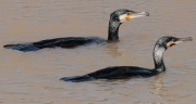 Corb Marí gros (phalacrocorax carbo)