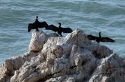 Corb marí gros. Cormoran grande. Phalacrocorax carbo