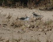 Corriol camanegre. Chorlitejo patinegro (Charadrius alexandrinus)