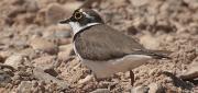 Corriol petit (Charadrius dubius)