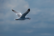 Gavina corsa (Larus audouinii)