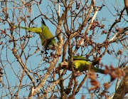 Cotorra argentina 2/2