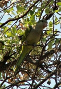 Cottora argentina 1/5