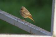 Cotxa cua-roja(Phoenicurus phoenicurus)