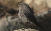 Cotxa Blava(Luscinia svecica)