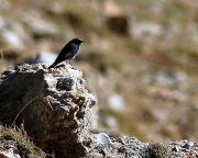 Cotxa fumanda. Colirrojo tizón (Phoenicurus ochruros)