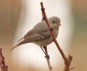 Cotxa fumada (Phoenicurus ochruros)