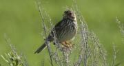 Cruixidell (Emberiza calandra)