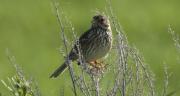 Cruixidell (Emberiza calandra)