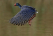 Calamon en vuelo