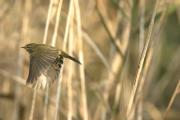 Mosquitero volando