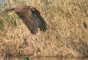 Aguilucho lagunero