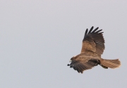 aguilucho lagunero