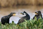 Cormoranes juguetones 2