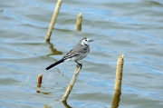 Cuereta blanca (Motacilla alba)