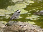 Cuereta blanca vulgar (Motacilla alba) Lavandera blanca común.