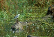 Cuereta blanca (Motacilla alba)