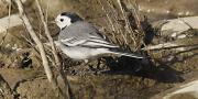 Cuereta blanca vulgar (Motacilla alba)