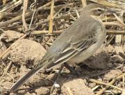 Cuereta groga (Motacilla flava)