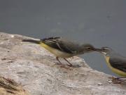 Cuereta groga (Motacilla flava)