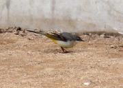 Cuereta torrentera (Mortacilla cinerea)