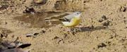 Cuereta torrentera (Motacilla cinerea)