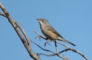 Curruca carrasquena (sylvia cantillans)