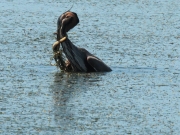 Agró roig (Ardea purpurea) + anguila (Anguilla anguilla)