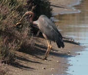 Agró roig (Ardea purpurea) + anguila (Anguilla anguilla)