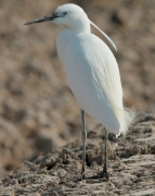 Martinet blanc (Egretta garzetta)