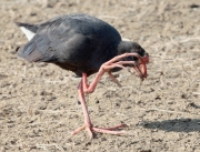 Polla blava (Porphyrio porphyrio)