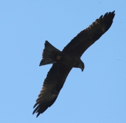 Milà negre (Milvus migrans)