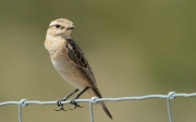 Cólit gris femella (Oenanthe oenanthe)