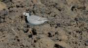 Cuereta blanca vulgar (Motacilla alba)