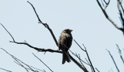 Cruixidell (Emberiza calandra)