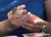 balquer (Acrocephalus arundinaceus)