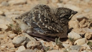 Pollet d'alosa vulgar (Alauda arvensis)