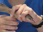 balquer (Acrocephalus arundinaceus)