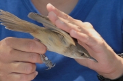 balquer (Acrocephalus arundinaceus)