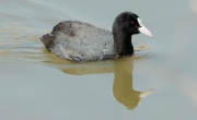 Fotja vulgar  (Fulica atra)