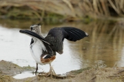 Fredeluga europea (Vanellus vanellus)