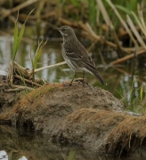 Grasset de costa (Anthus petrosus)