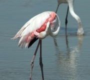 Flamenc rosat adult.