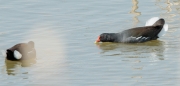 Polla d'aigua (Gallinula chloropus)