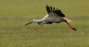 Cigonya blanca (Ciconia ciconia)