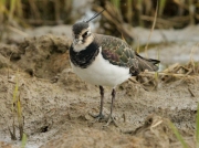 Fredeluga europea (Vanellus vanellus)