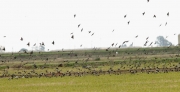 Estornell vulgar (Sturnus vulgaris)