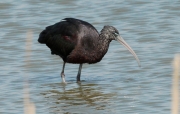 Capó reial (Plegadis falcinellus)